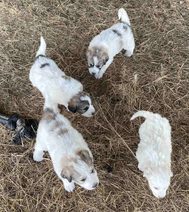 Great Pyrenees Puppies